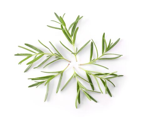 Rosemary isolated on white backgroundの写真素材