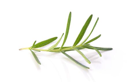 Rosemary isolated on white backgroundの写真素材