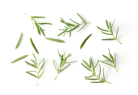 Rosemary isolated on white backgroundの写真素材