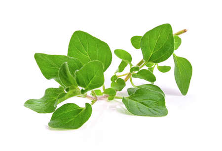 fresh oregano herb on white backgroundの写真素材
