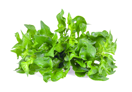 watercress isolated on white backgroundの写真素材