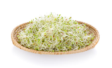 Alfalfa Sprout in a basket on white backgroundの写真素材