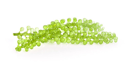 Sea grapes ( green caviar ) seaweed on white backgroundの写真素材
