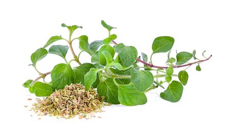 oregano herb on white backgroundの写真素材