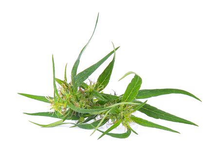 hemp plant with young bud on white backgroundの写真素材