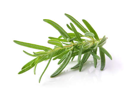 Rosemary isolated on white backgroundの写真素材
