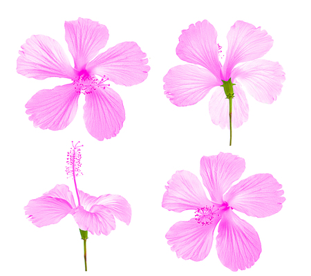 hibiscus flower isolated on white backgroundの写真素材