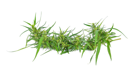 hemp plant with young bud on white backgroundの写真素材
