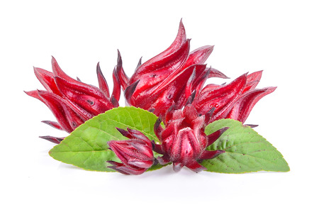 Roselle fruits, isolated on white backgroundの写真素材