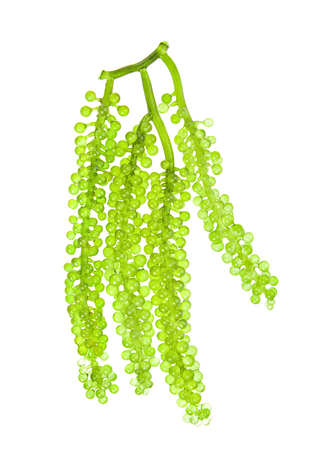 Sea grapes ( green caviar ) seaweed on white backgroundの写真素材