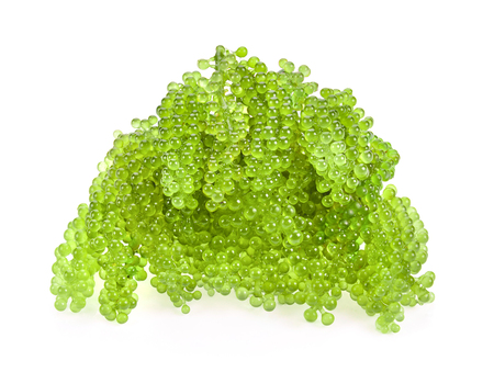 Sea grapes ( green caviar ) seaweed on white backgroundの写真素材