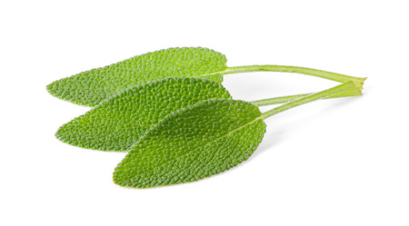 Sage leaves isolated on white backgroundの写真素材