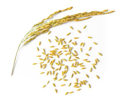 rice seeds isolated on white backgroundの写真素材