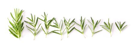 Rosemary isolated on white backgroundの写真素材