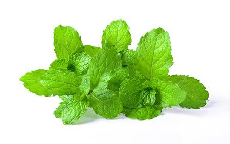 mint leaf isolated on white backgroundの写真素材