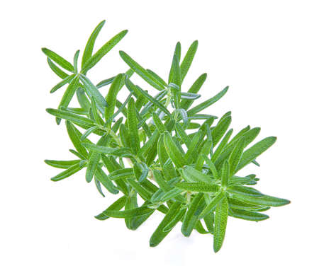 Rosemary isolated on white backgroundの写真素材