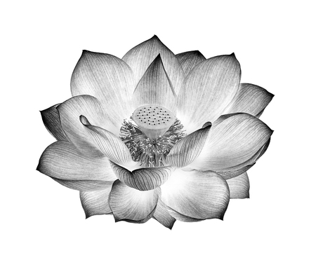 lotus flower black and white isolated on white backgroundの写真素材