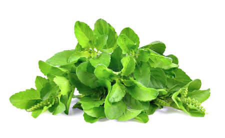  fresh green thai basil herb leaves isolated on white backgroundの写真素材