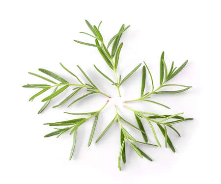 Rosemary isolated on white backgroundの写真素材