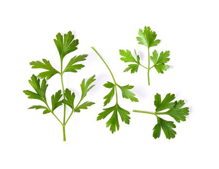 Parsley herb isolated on white backgroundの写真素材