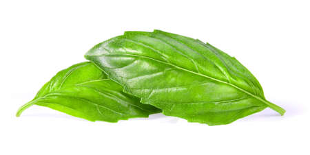 Leaf of basil isolated on white backgroundの写真素材