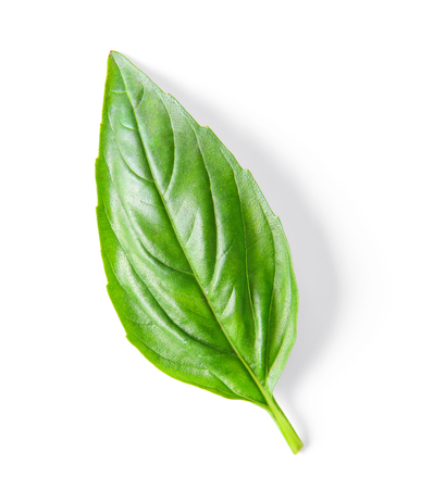 basil leaf isolated on white backgroundの写真素材