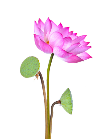 lotus flower isolated on white backgroundの写真素材