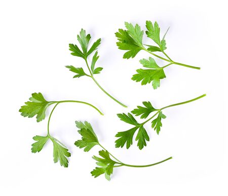 Parsley herb isolated on white backgroundの写真素材