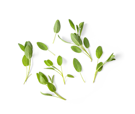 Sage leaves isolated on white backgroundの写真素材