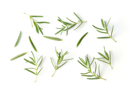 Rosemary isolated on white backgroundの写真素材