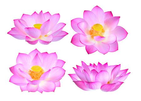 lotus flower isolated on white backgroundの写真素材