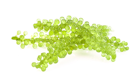 Sea grapes ( green caviar ) seaweed on white backgroundの写真素材