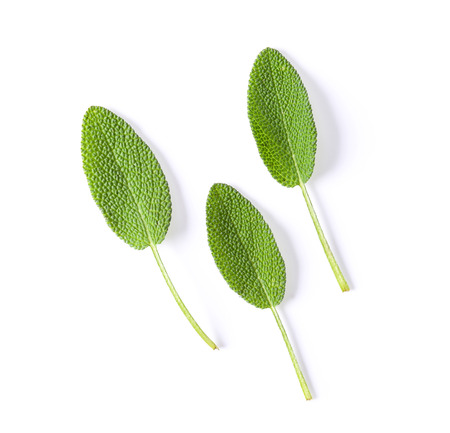 Sage leaves isolated on white backgroundの写真素材