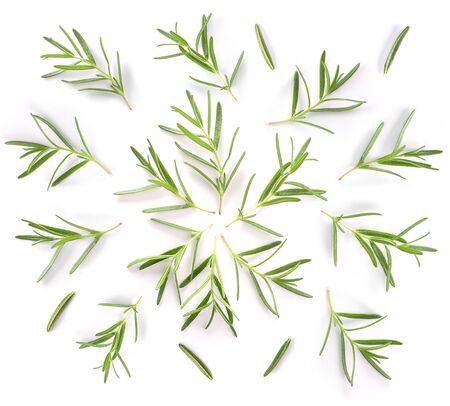 Rosemary isolated on white backgroundの写真素材