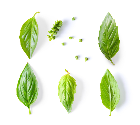 basil leaf isolated on white backgroundの写真素材