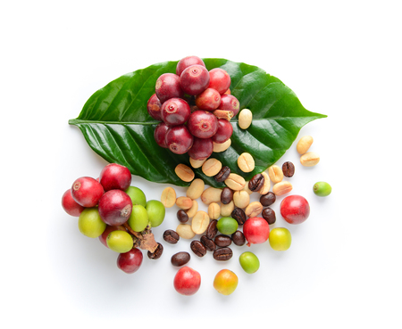 coffee beans and leaf on white backgroundの写真素材