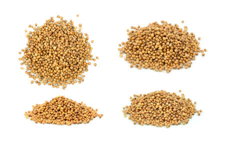 coriander seeds on white backgroundの写真素材