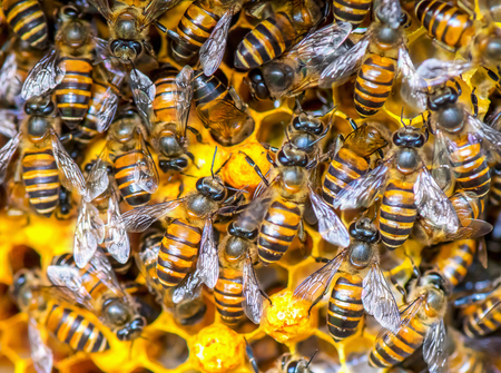 Close up view of the working bees on honey cellsの写真素材