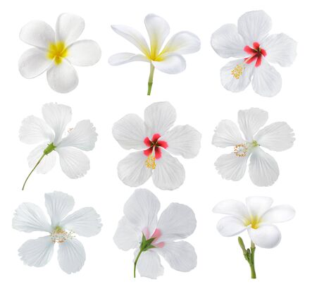 set of flower on white backgroundの写真素材