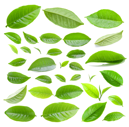  tea leaf isolated on white backgroundの写真素材