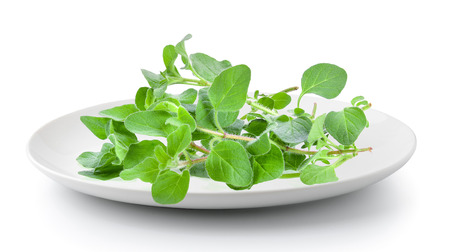 fresh oregano herb in plate isolated on a white backgroundの写真素材