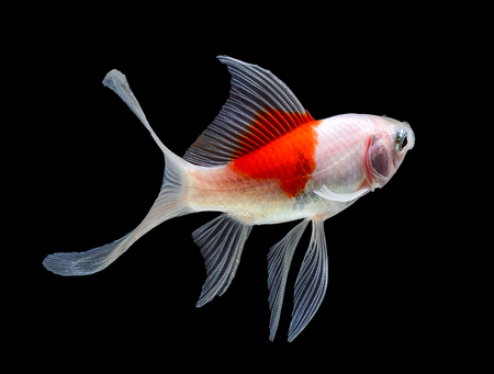 Goldfish Isolated on White Backgroundの写真素材