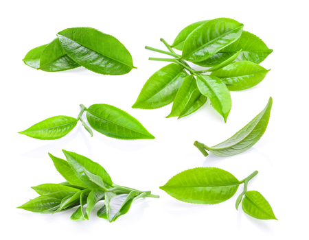 set of young tea leaves isolated on white backgroundの写真素材