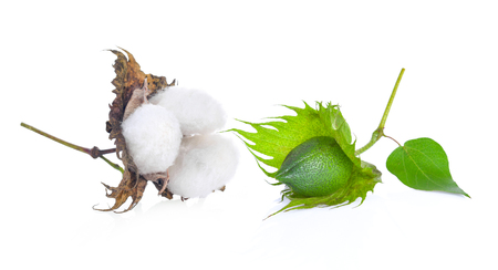 Cotton flower on wite backgroundの写真素材