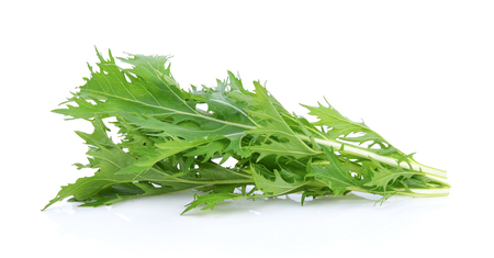 Mizuna lettuce isolated Japanese Mustard, vegetable salad for good health on white backgroundの写真素材