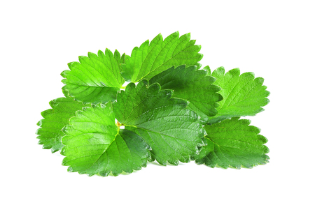 strawberry leaf isolated on white backgroundの写真素材