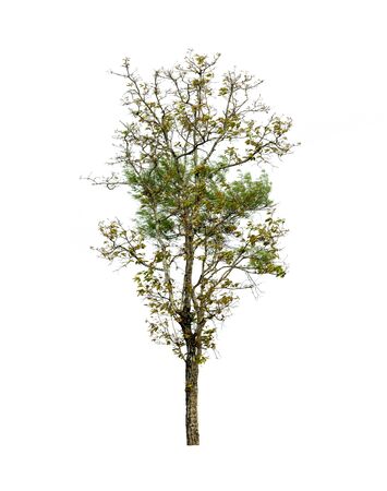 tree isolated on white backgroundの写真素材