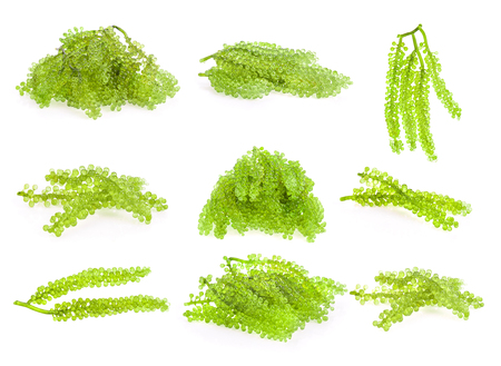 set of sea grapes ( green caviar ) seaweedの写真素材