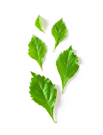 leaf isolated on white background. topviewの写真素材