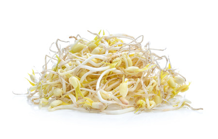 Bean Sprouts on White Backgroundの写真素材